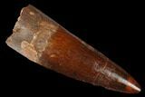 Real Spinosaurus Tooth - Beautiful Tooth #184685-1